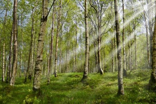 工厂生产自动化建议和意见的提出与实施，提供工厂生产自动化的建议和意见及其实施方案